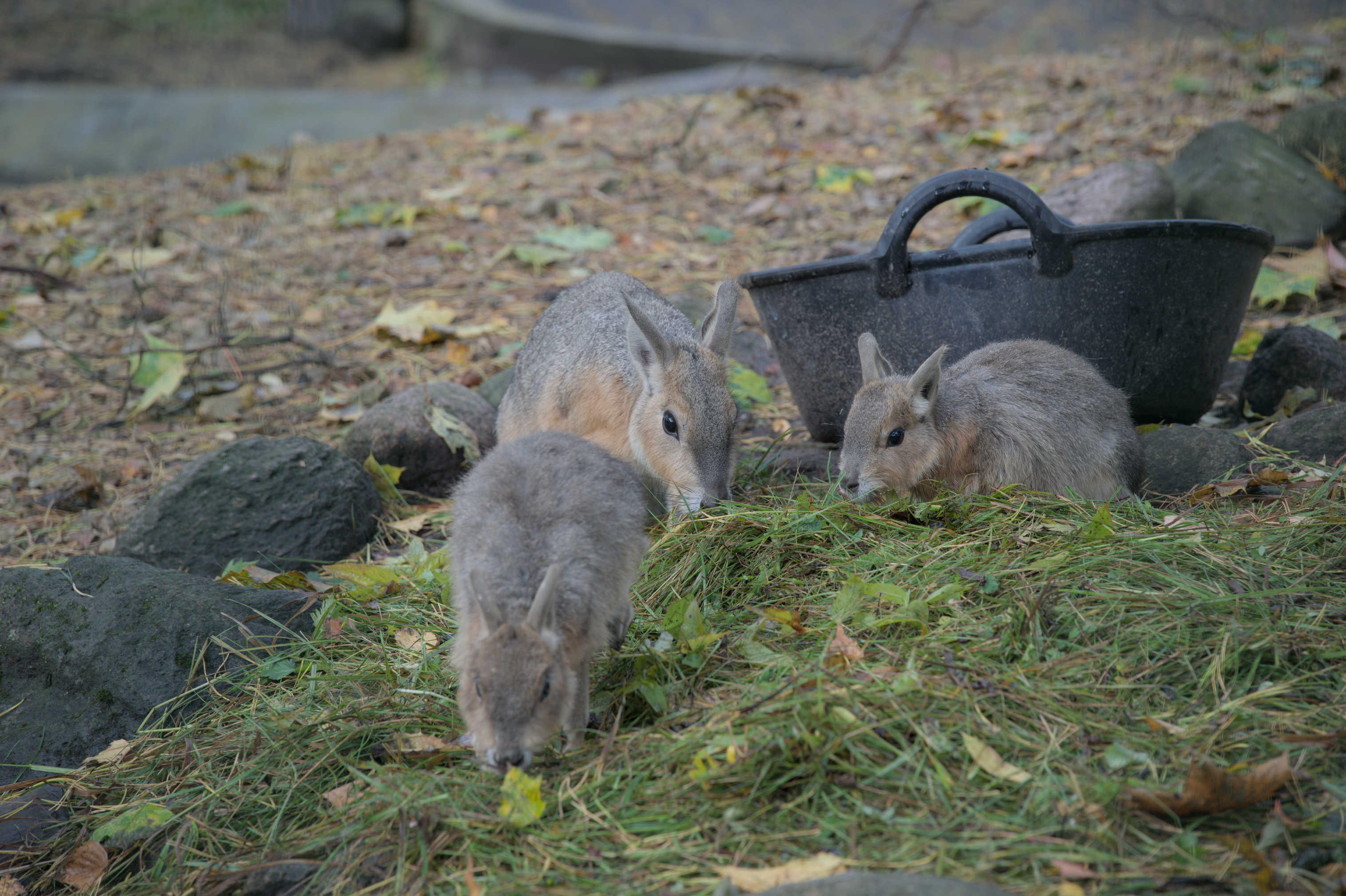 2025/10/12 - zoo/DSC_0022.jpg